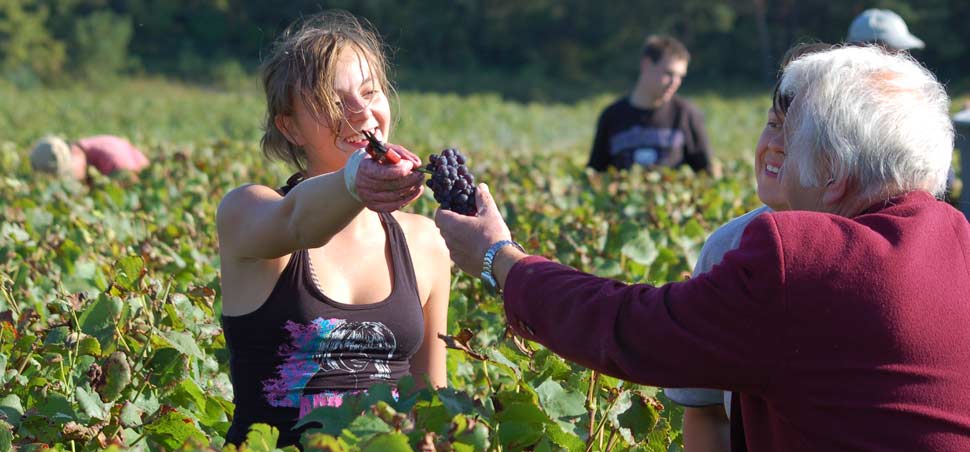 Organic from vine to bottle