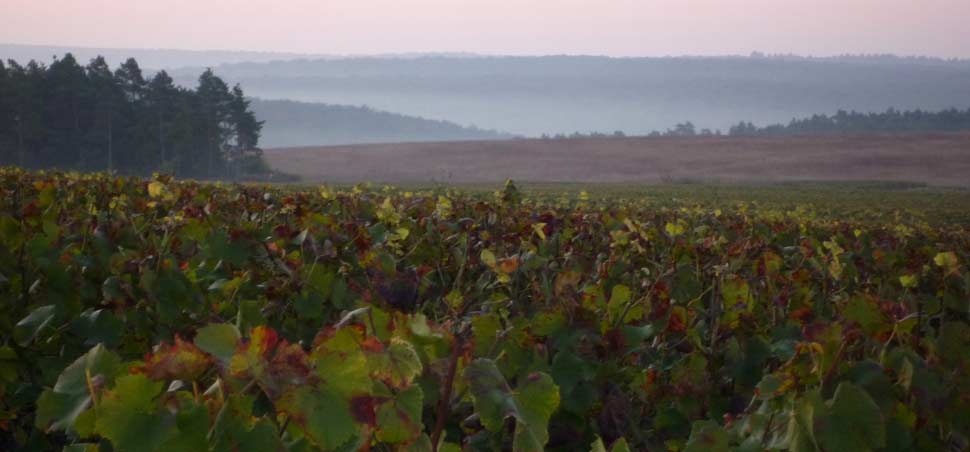 Vineyard Gallery